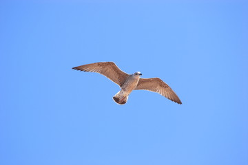 mouette sur ciel bleu