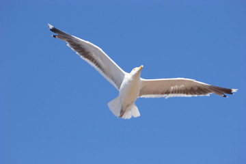 sea-gull in the blue - 1182838