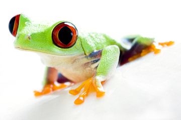 frog
