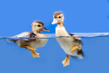 duck