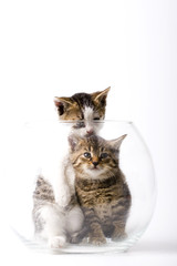 Obraz premium cat