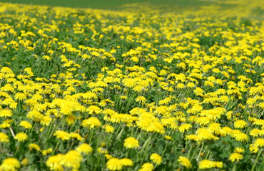 Obraz premium field of dreams