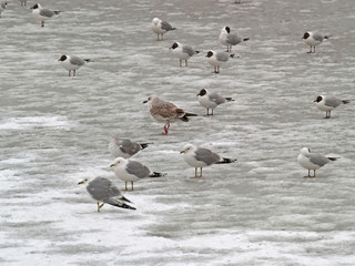 group of freezing seagulls