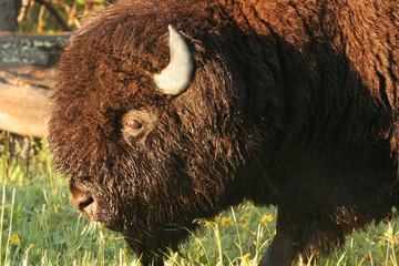 buffalo closeup