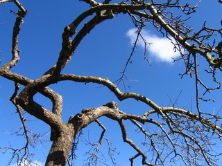 tree perspective