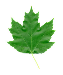 maple leaf in summer isolated on white
