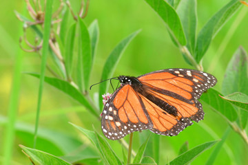 beautiful monarch butterfly