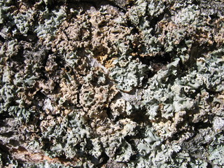 bark texture