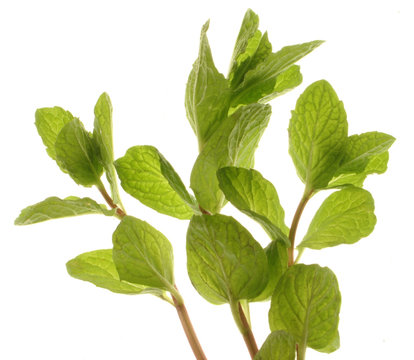 mint plant - isolated