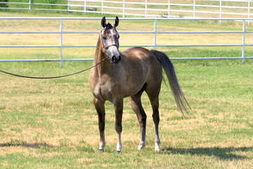 gray gelding