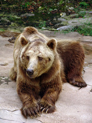 Naklejka na ściany i meble brown bear