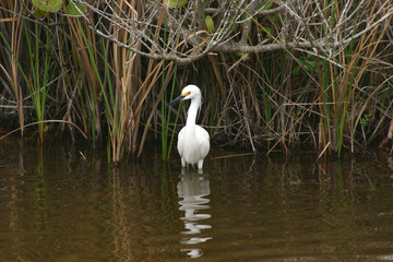 snowy egret