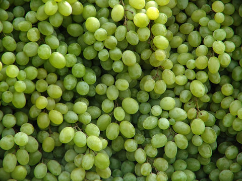 weintrauben