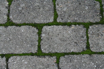 pavement blocks with moss