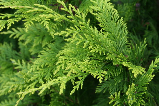 Thuja