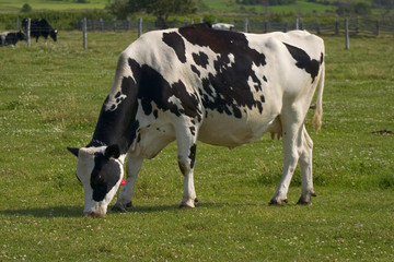vache