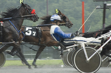 harness race-8