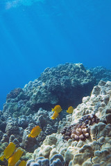 Plakat tropical underwater scene