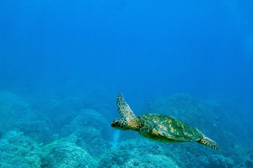 tropical underwater scene - sea turtle