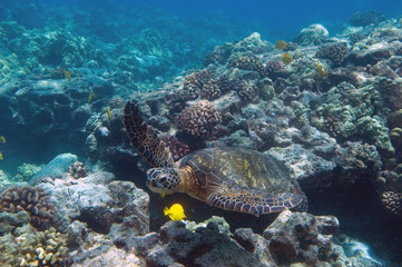Naklejka na ściany i meble tropikalny scena - żółw morski