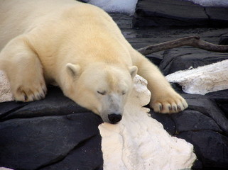 Obraz na płótnie Canvas sleeping polar bear