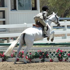 white show horse jumping barrier