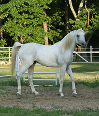 white stallion