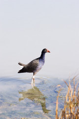 pukeko 02