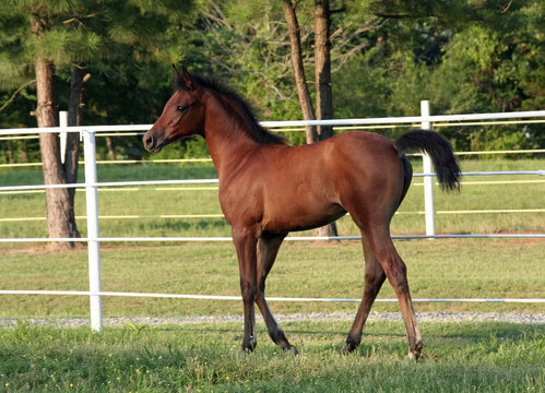 bay arabian filly
