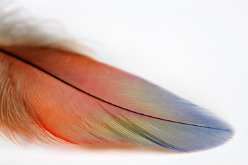 feather