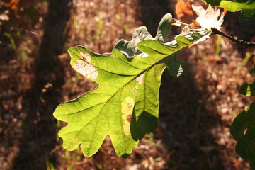 oak-tree leaves