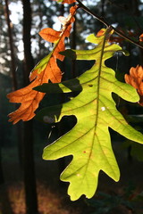 Fototapeta premium oak-tree leaves_2