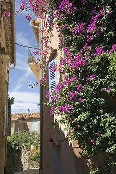 bormes les mimosas