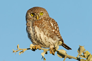 pearl-spotted owl