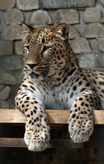 persian leopard