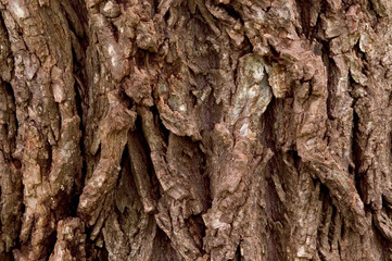 tree bark