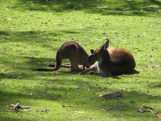 kangaroos resting