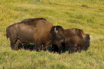 american bisons