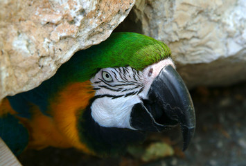 colorful parrot portrait