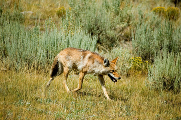 coyote