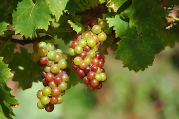 grappes de raisins