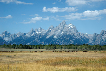bisons in the grand tetons
