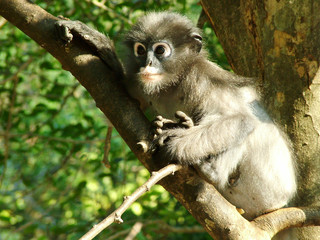 singe, thailande