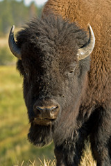 american bison