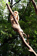 in the zoo