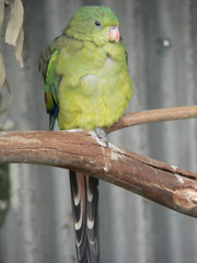 golden shoulder parrot