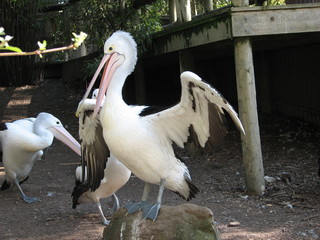 pelican