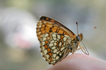 Fototapeta na wymiar a butterfly close up