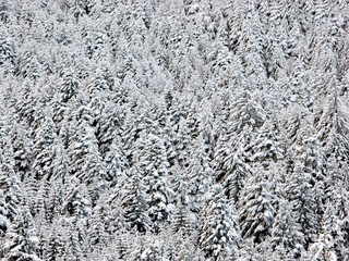 pine woods in winter