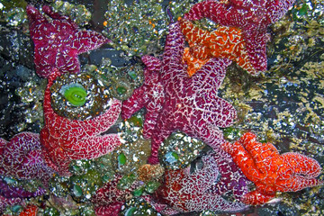 starfish clinging to rocks